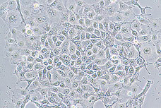 TS100-TS100-F尼康倒置顯微鏡-上海思長約光學(xué)經(jīng)銷