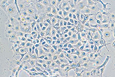TS100-TS100-F尼康倒置顯微鏡-上海思長約光學(xué)經(jīng)銷