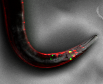 SMZ18尼康研究級實體顯微鏡-上海思長約光學銷售